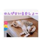 あっきんの愉快な仲間たち(猫)（個別スタンプ：8）