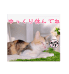 あっきんの愉快な仲間たち(猫)（個別スタンプ：9）