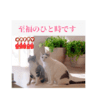 あっきんの愉快な仲間たち(猫)（個別スタンプ：10）