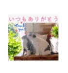 あっきんの愉快な仲間たち(猫)（個別スタンプ：11）