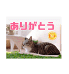 あっきんの愉快な仲間たち(猫)（個別スタンプ：12）
