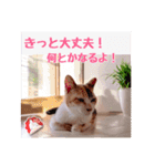 あっきんの愉快な仲間たち(猫)（個別スタンプ：13）