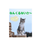 あっきんの愉快な仲間たち(猫)（個別スタンプ：14）