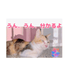 あっきんの愉快な仲間たち(猫)（個別スタンプ：15）