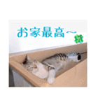 あっきんの愉快な仲間たち(猫)（個別スタンプ：16）