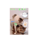 あっきんの愉快な仲間たち(猫)（個別スタンプ：17）
