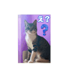 あっきんの愉快な仲間たち(猫)（個別スタンプ：20）