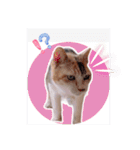 あっきんの愉快な仲間たち(猫)（個別スタンプ：21）