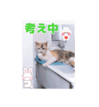 あっきんの愉快な仲間たち(猫)（個別スタンプ：22）