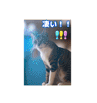 あっきんの愉快な仲間たち(猫)（個別スタンプ：24）