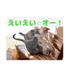 あっきんの愉快な仲間たち(猫)（個別スタンプ：25）