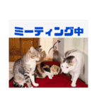 あっきんの愉快な仲間たち(猫)（個別スタンプ：28）