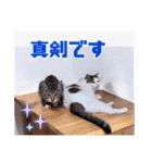 あっきんの愉快な仲間たち(猫)（個別スタンプ：29）
