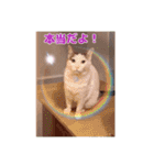 あっきんの愉快な仲間たち(猫)（個別スタンプ：30）