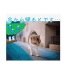 あっきんの愉快な仲間たち(猫)（個別スタンプ：31）