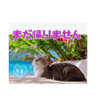 あっきんの愉快な仲間たち(猫)（個別スタンプ：32）