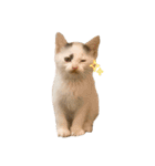 〜保護猫〜こた＆えん（個別スタンプ：1）