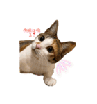 〜保護猫〜こた＆えん（個別スタンプ：3）