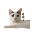 〜保護猫〜こた＆えん（個別スタンプ：4）