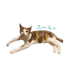 〜保護猫〜こた＆えん（個別スタンプ：6）