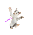 〜保護猫〜こた＆えん（個別スタンプ：8）