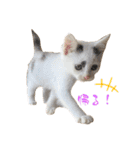 〜保護猫〜こた＆えん（個別スタンプ：9）