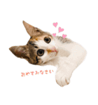 〜保護猫〜こた＆えん（個別スタンプ：11）