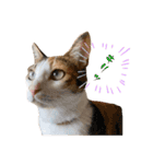 〜保護猫〜こた＆えん（個別スタンプ：12）