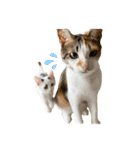 〜保護猫〜こた＆えん（個別スタンプ：13）