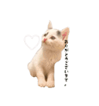 〜保護猫〜こた＆えん（個別スタンプ：14）