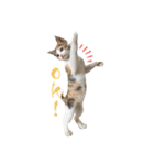 〜保護猫〜こた＆えん（個別スタンプ：16）