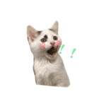 〜保護猫〜こた＆えん（個別スタンプ：17）