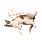 〜保護猫〜こた＆えん（個別スタンプ：18）