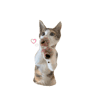 〜保護猫〜こた＆えん（個別スタンプ：19）