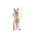 〜保護猫〜こた＆えん（個別スタンプ：20）