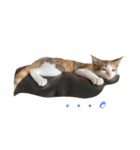 〜保護猫〜こた＆えん（個別スタンプ：21）
