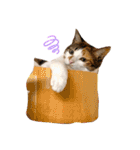 〜保護猫〜こた＆えん（個別スタンプ：22）