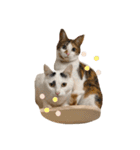 〜保護猫〜こた＆えん（個別スタンプ：23）