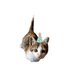 〜保護猫〜こた＆えん（個別スタンプ：27）