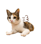 〜保護猫〜こた＆えん（個別スタンプ：28）
