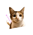 〜保護猫〜こた＆えん（個別スタンプ：30）