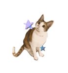 〜保護猫〜こた＆えん（個別スタンプ：31）