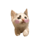 〜保護猫〜こた＆えん（個別スタンプ：32）