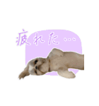 うちのシンちゃん2（個別スタンプ：4）