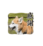 老犬しんご（個別スタンプ：2）