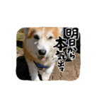 老犬しんご（個別スタンプ：13）