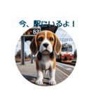 ビーグル犬ラリーの待ち合わせで使える（個別スタンプ：24）