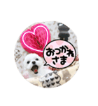 実家のコロンちゃん1（個別スタンプ：1）