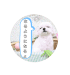 実家のコロンちゃん1（個別スタンプ：2）