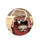 実家のコロンちゃん1（個別スタンプ：5）